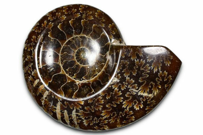Polished Fossil Ammonite Dish - Madagascar #383907